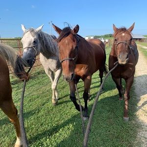 Meet your Posher, Bailey